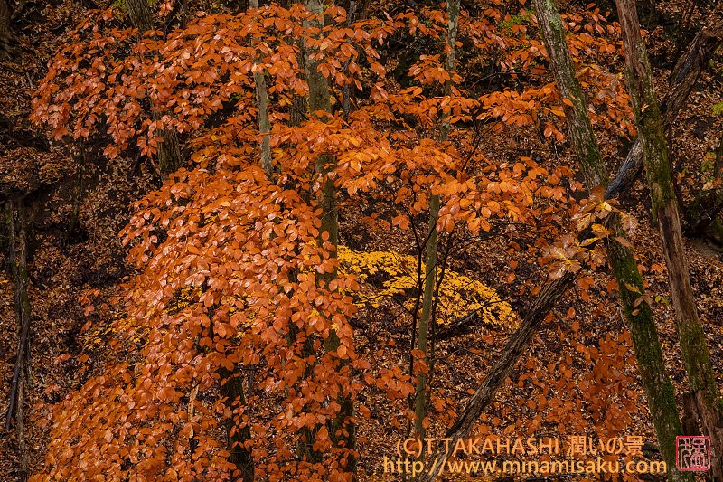 ../Images/7R251109 (289).jpg